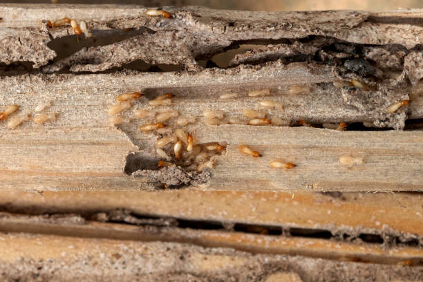 Pest Control for Restaurants in Germantown, TN
